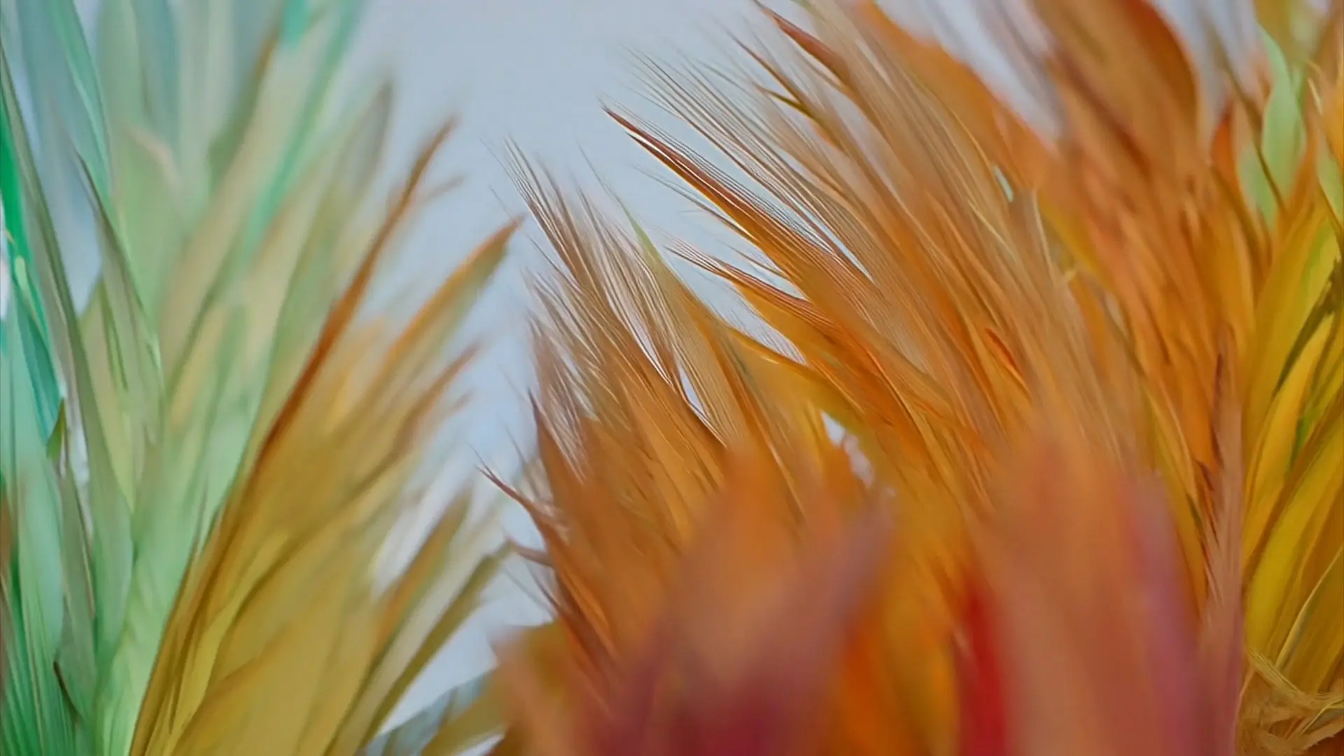 Abstract Feather Swirls Motion Background Essential for Stylish Video